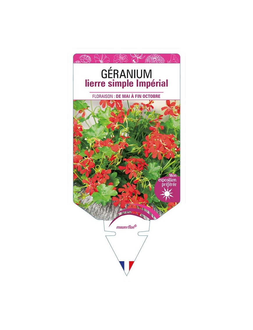 GÉRANIUM LIERRE (simple) IMPÉRIAL