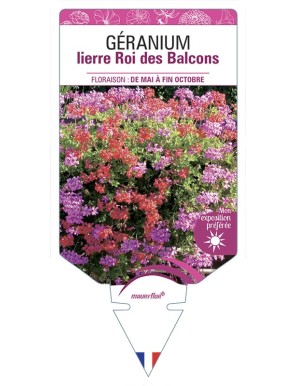 GÉRANIUM LIERRE (simple) ROI DES BALCONS (rouge et rose)