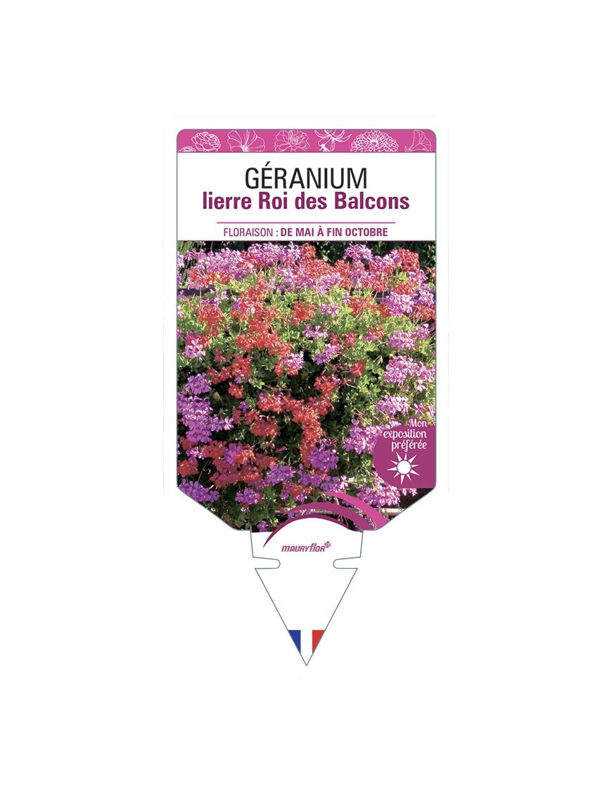 GÉRANIUM LIERRE (simple) ROI DES BALCONS (rouge et rose)