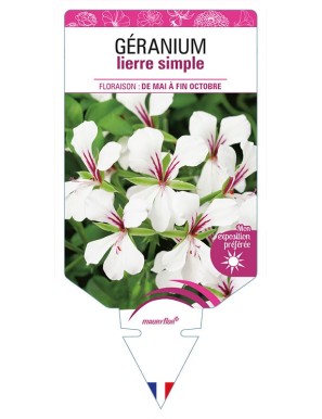 GÉRANIUM LIERRE SIMPLE (blanc)