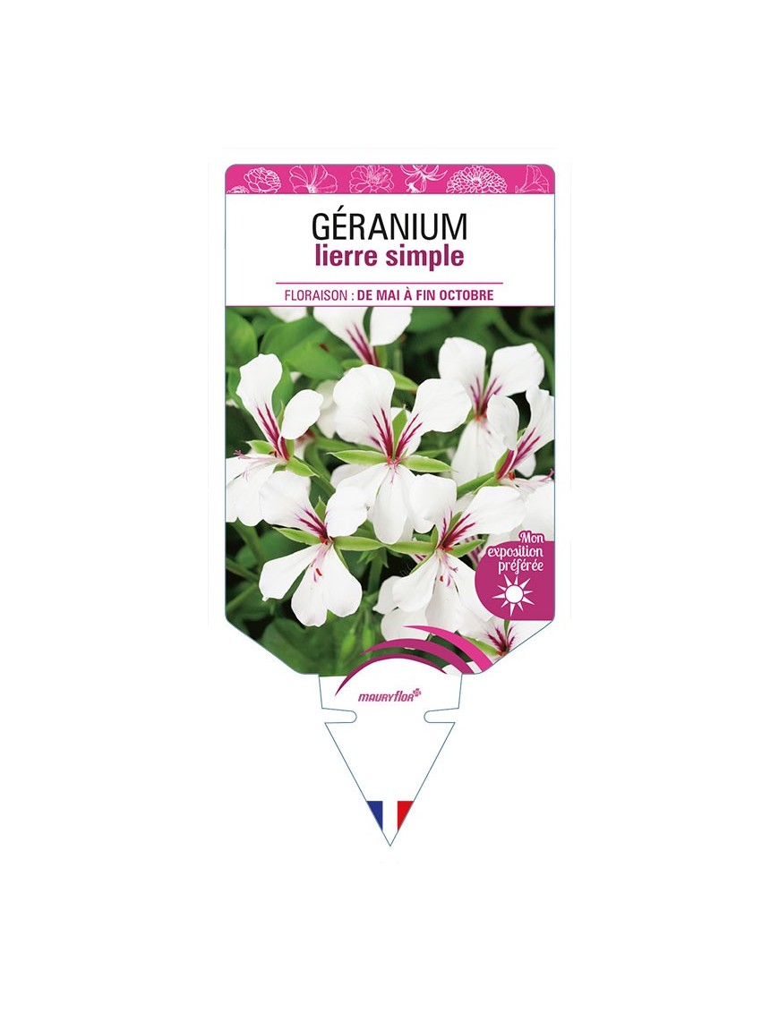 GÉRANIUM LIERRE SIMPLE (blanc)