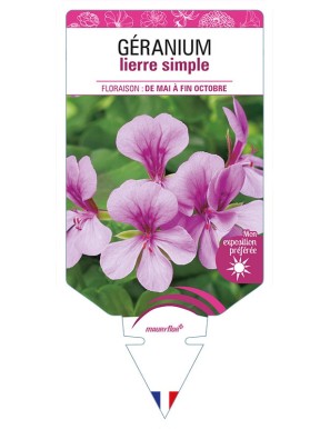 GÉRANIUM LIERRE SIMPLE (mauve)