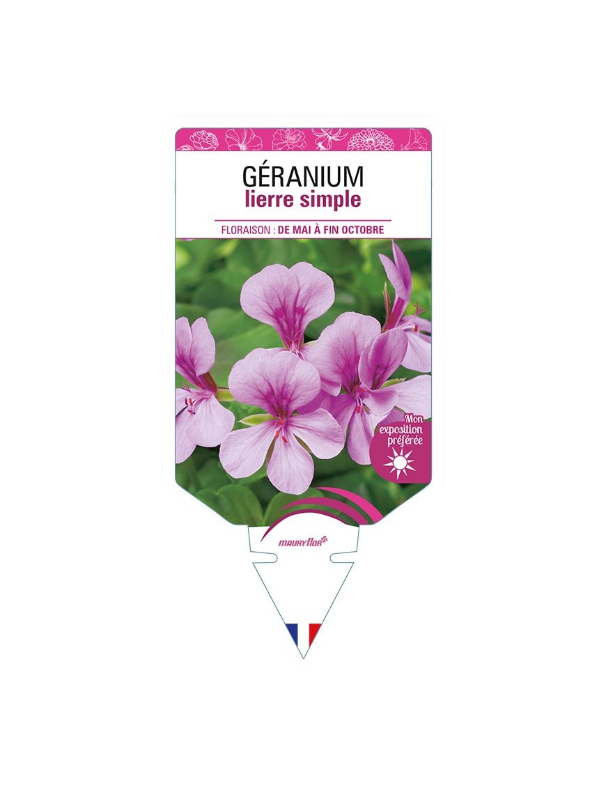 GÉRANIUM LIERRE SIMPLE (mauve)