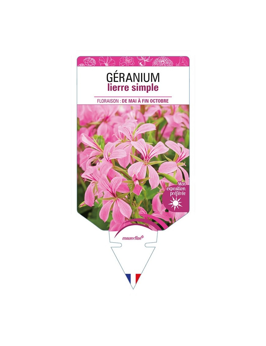 GÉRANIUM LIERRE SIMPLE (rose)