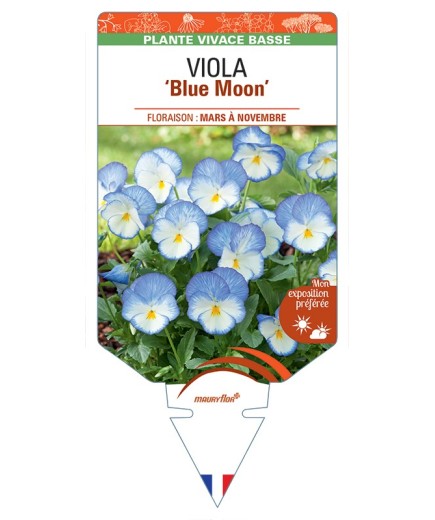 VIOLA Blue Moon