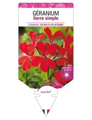 GÉRANIUM LIERRE SIMPLE (rouge)