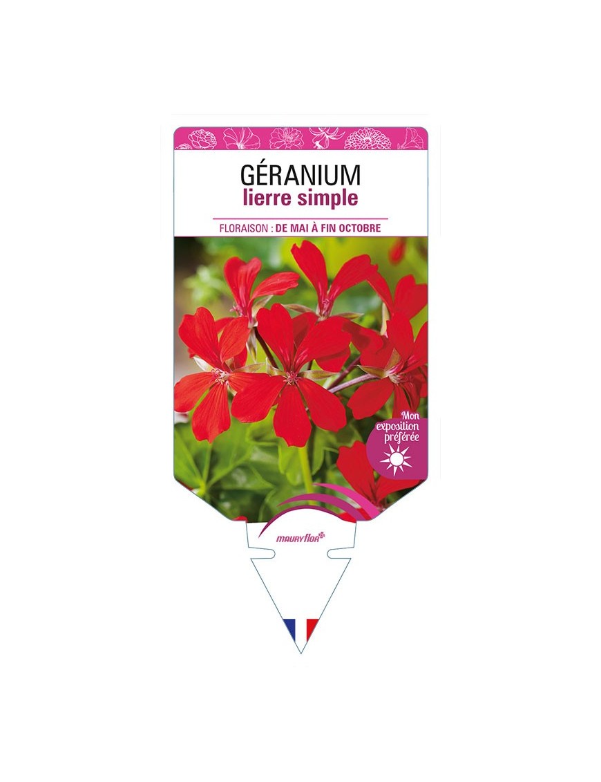 GÉRANIUM LIERRE SIMPLE (rouge)