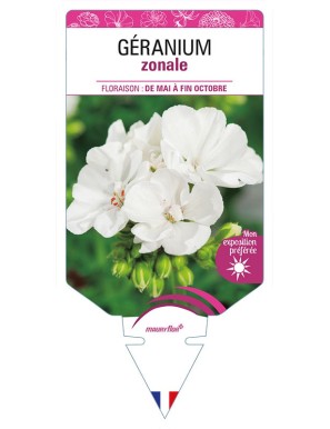 GÉRANIUM ZONALE (blanc)