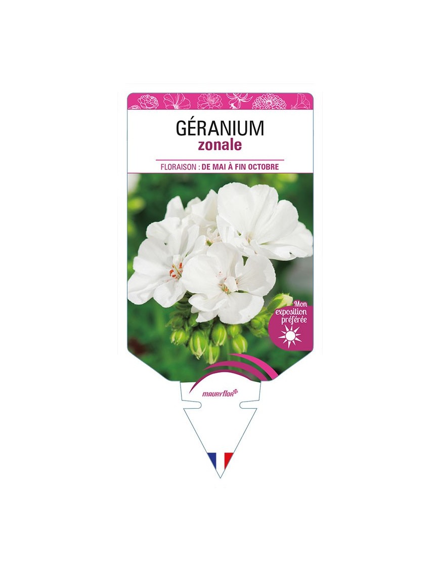 GÉRANIUM ZONALE (blanc)