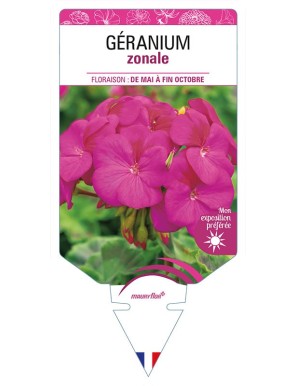 GÉRANIUM ZONALE (mauve)