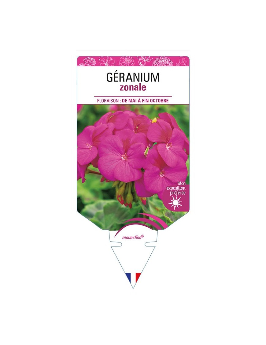 GÉRANIUM ZONALE (mauve)