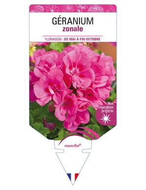 GÉRANIUM ZONALE (rose)