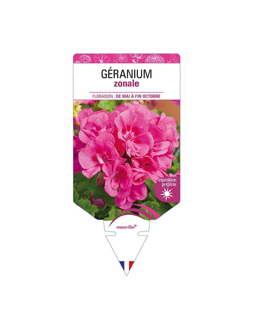 GÉRANIUM ZONALE (rose)