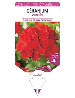 GÉRANIUM ZONALE (rouge)