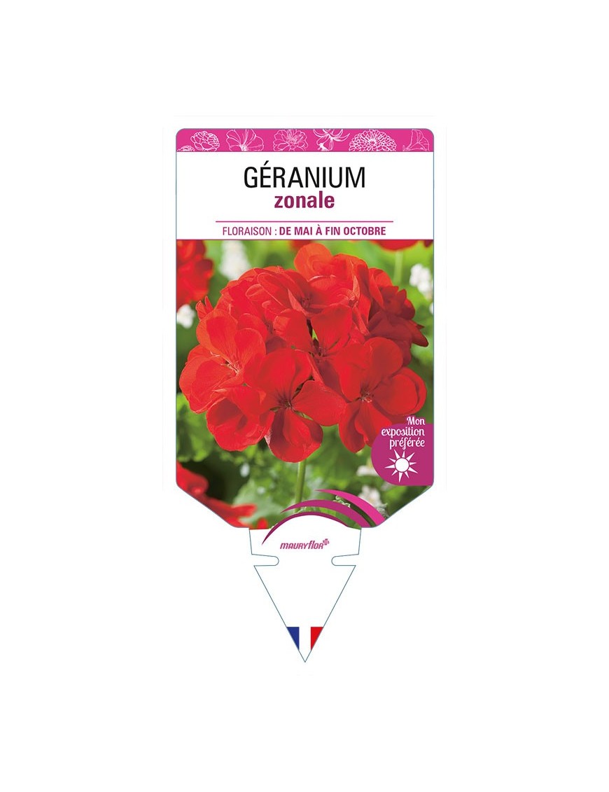 GÉRANIUM ZONALE (rouge)