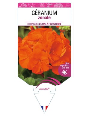 GÉRANIUM ZONALE (rouge orangé)