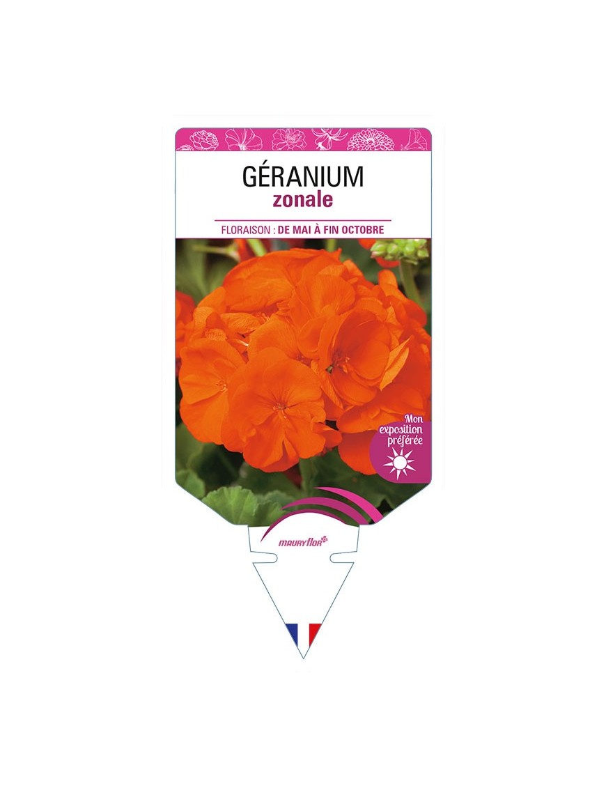 GÉRANIUM ZONALE (rouge orangé)