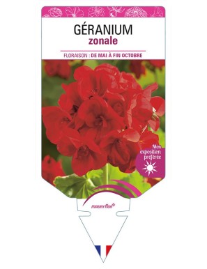 GÉRANIUM ZONALE (rouge pourpre)