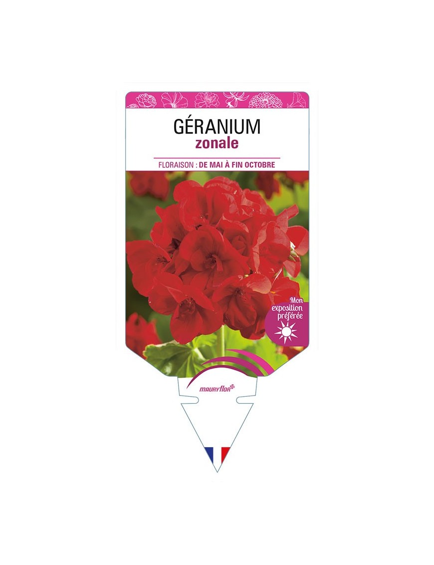 GÉRANIUM ZONALE (rouge pourpre)