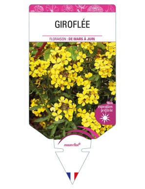 GIROFLEE (allionii jaune)