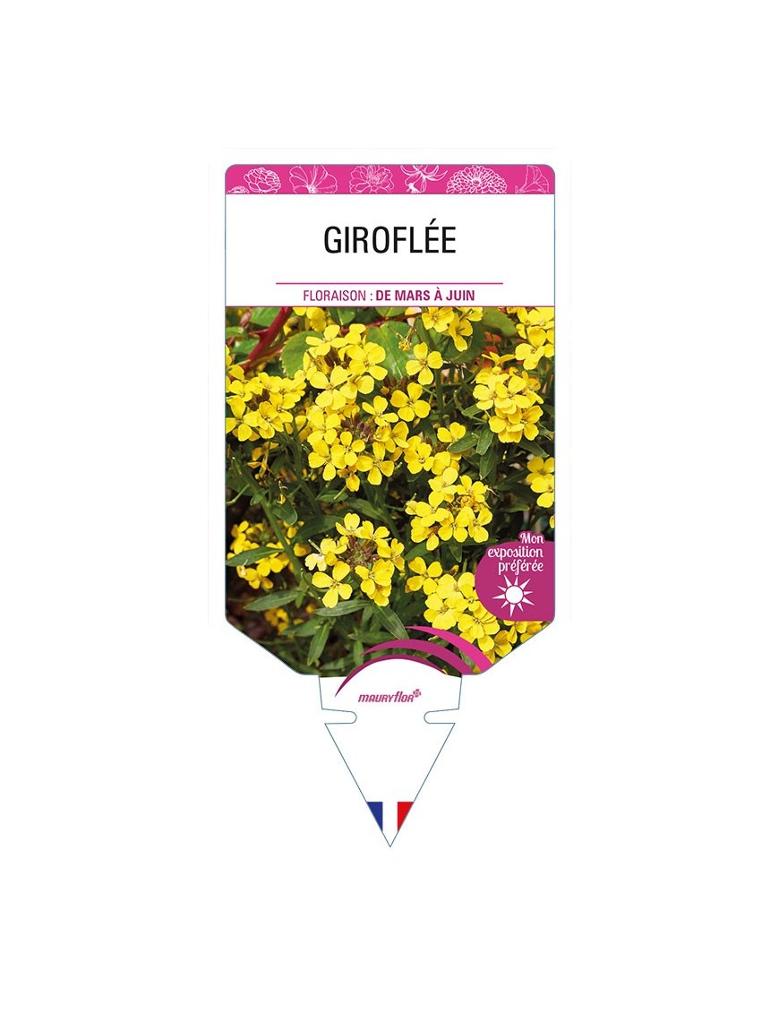 GIROFLEE (allionii jaune)