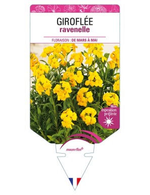 GIROFLÉE RAVENELLE (jaune)