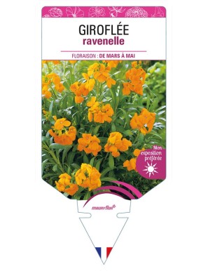 GIROFLÉE RAVENELLE (orange)