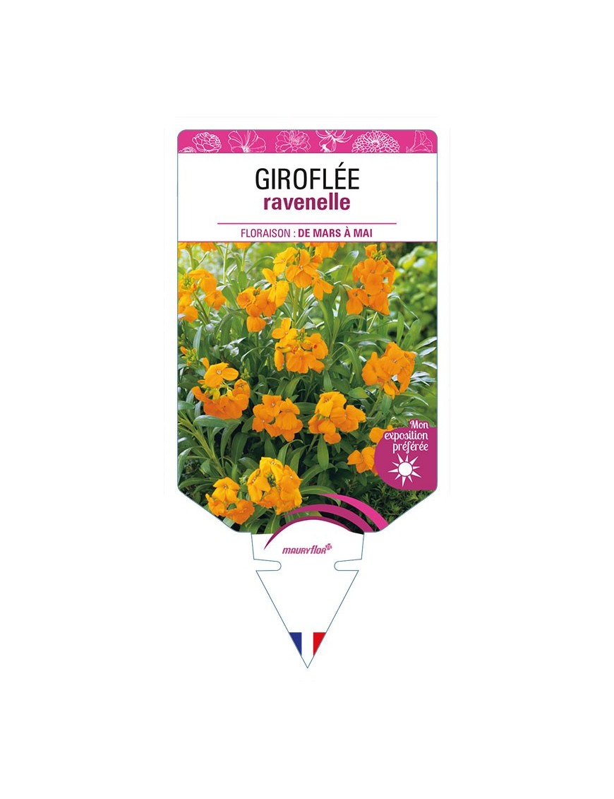 GIROFLÉE RAVENELLE (orange)