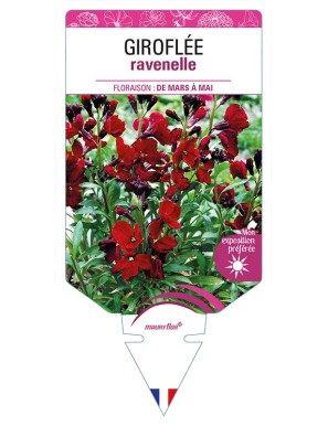 GIROFLÉE RAVENELLE (rouge foncé)