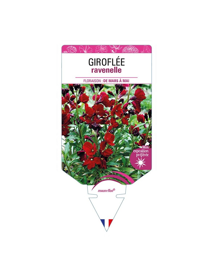 GIROFLÉE RAVENELLE (rouge foncé)