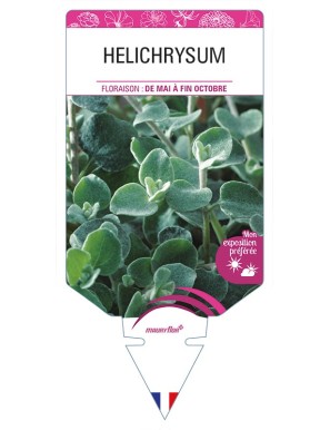 HELICHRYSUM