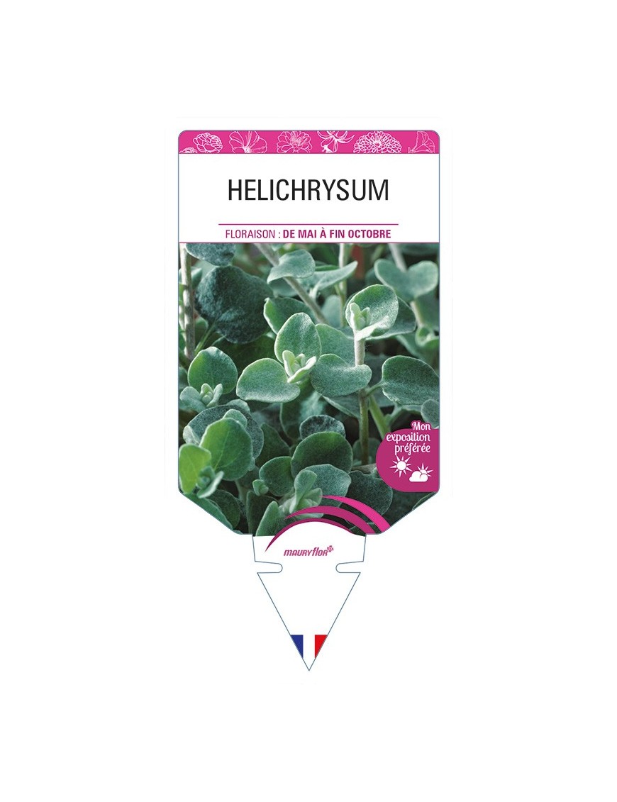 HELICHRYSUM