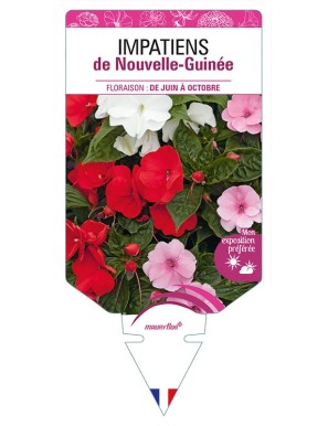 IMPATIENS DE NOUVELLE GUINÉE (varié)