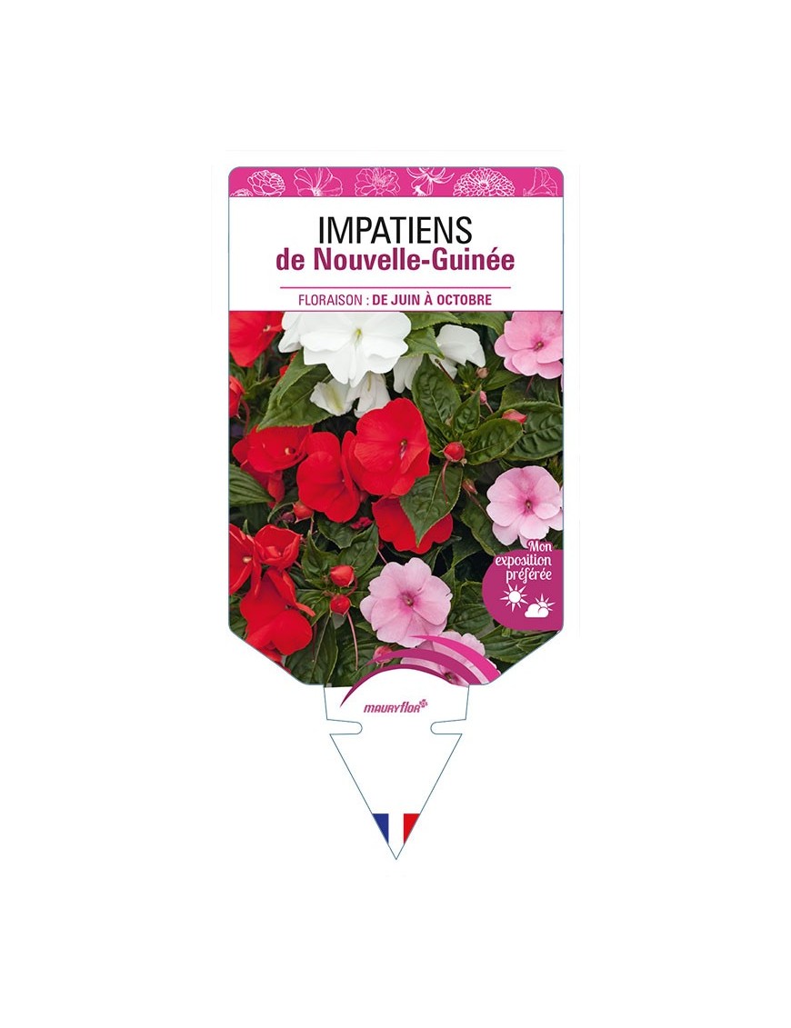 IMPATIENS DE NOUVELLE GUINÉE (varié)