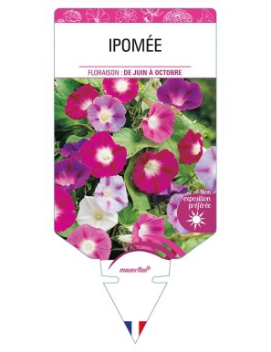 IPOMEE (varié)