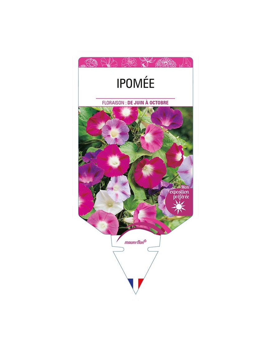 IPOMEE (varié)