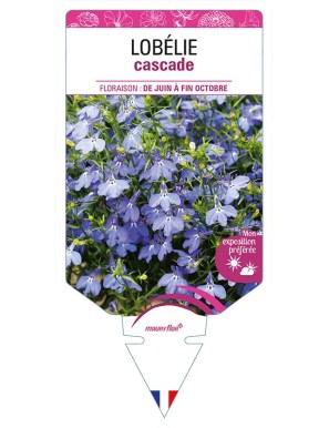 LOBELIA CASCADE (bleu)