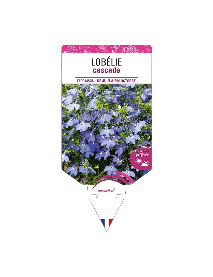 LOBELIA CASCADE (bleu)