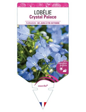 LOBELIA CRYSTAL PALACE