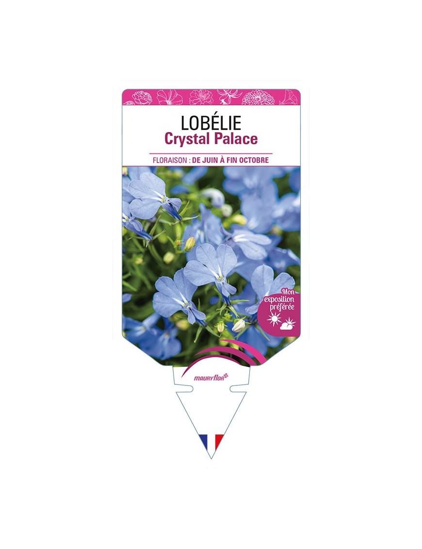 LOBELIA CRYSTAL PALACE