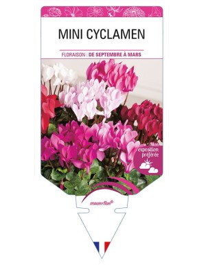 MINI CYCLAMEN