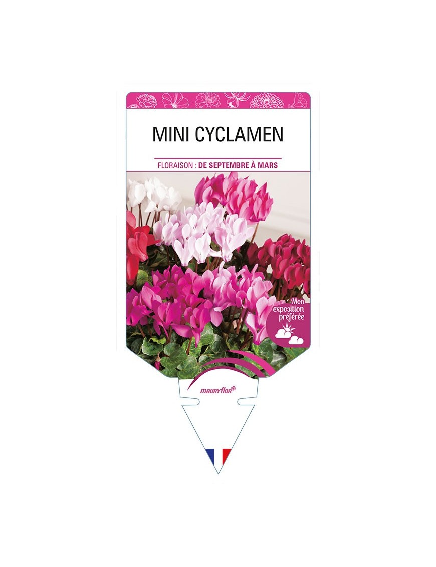 MINI CYCLAMEN