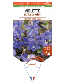 VIOLA labradorica voir Violette du Labrador