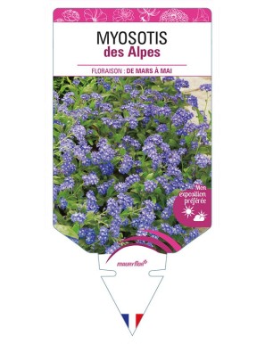 MYOSOTIS DES ALPES (bleu)