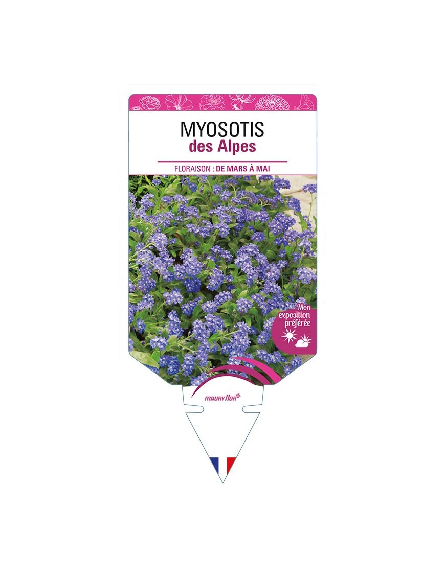 MYOSOTIS DES ALPES (bleu)