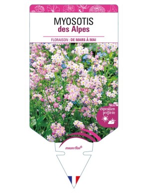 MYOSOTIS DES ALPES (rose)