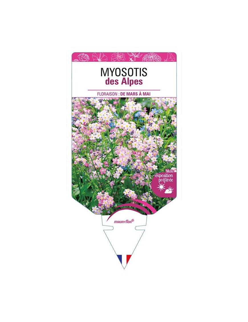 MYOSOTIS DES ALPES (rose)