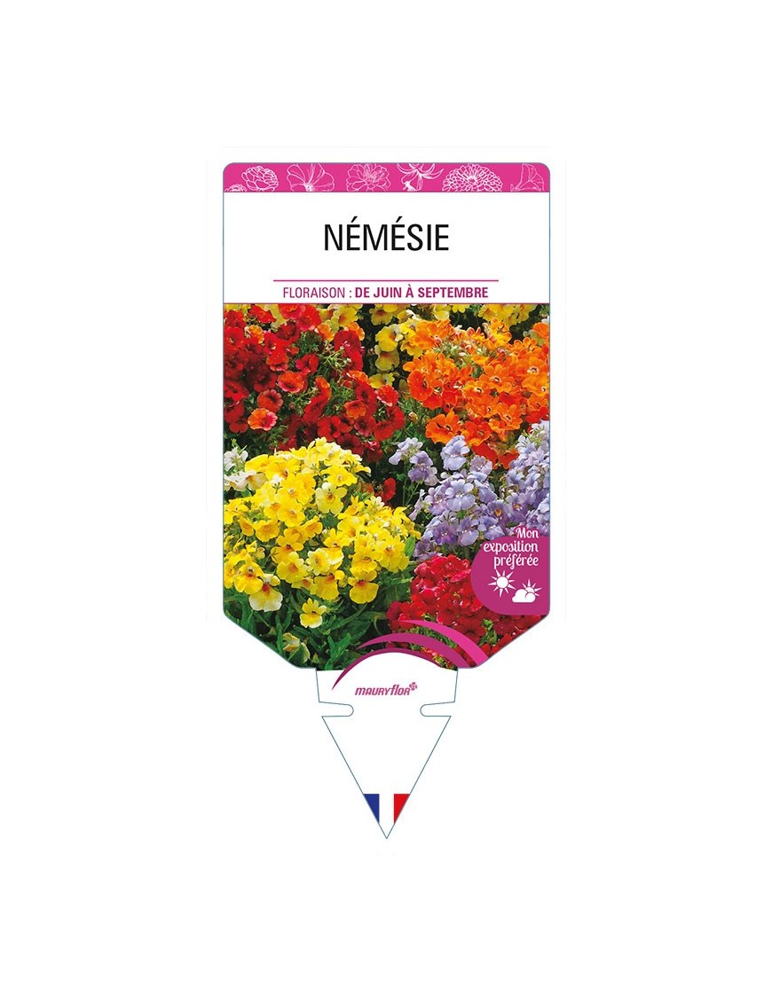 NEMESIA (varié)