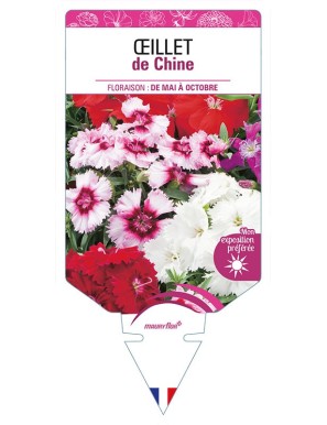 OEILLET DE CHINE (varié)