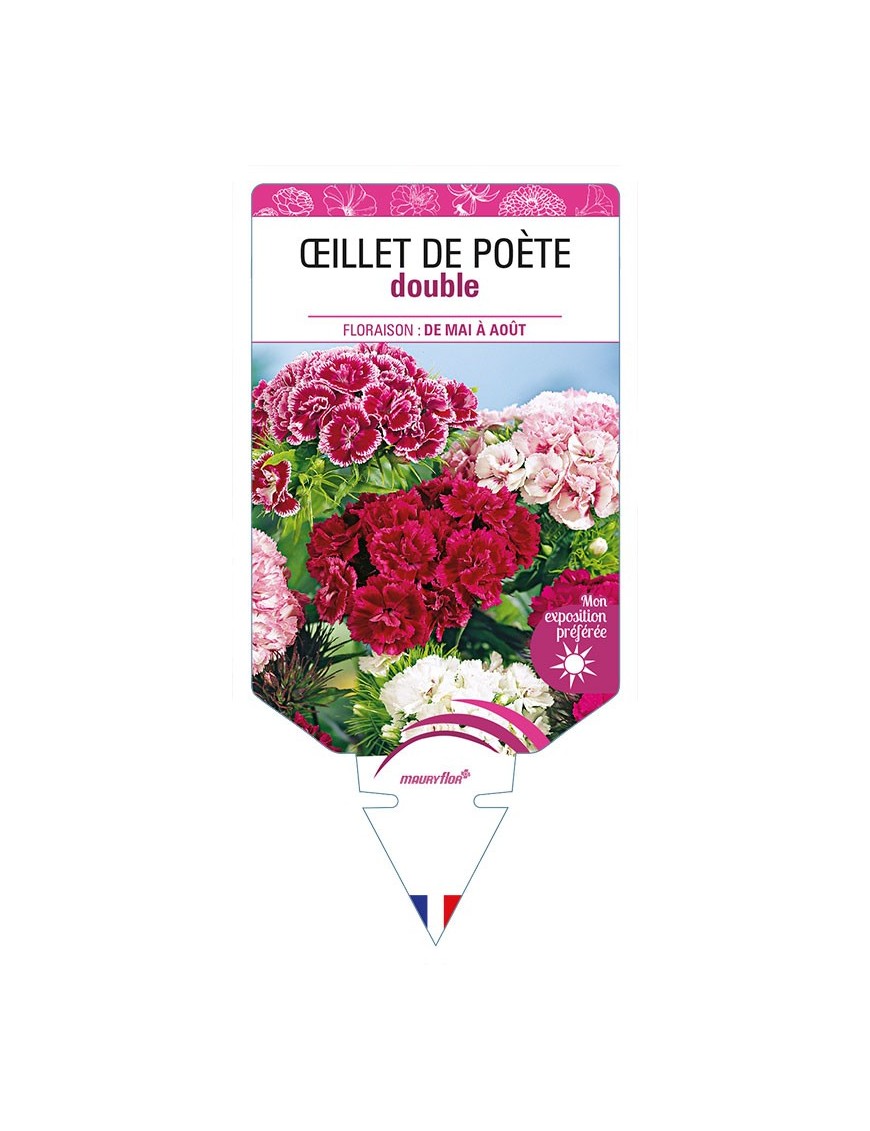 OEILLET DE POÈTE DOUBLE (haut varié)